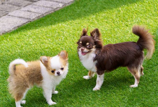愛犬が何者かに嫌がらせされている｜愛犬への嫌がらせに対する探偵利用事例