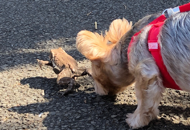 愛犬が何者かに嫌がらせされている|50代女性からの調査相談