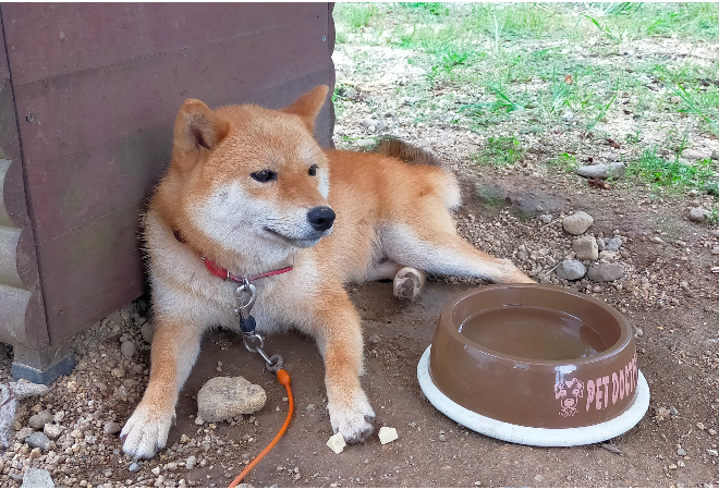 うちの犬が人を襲ったと訴えられた…｜探偵利用事例