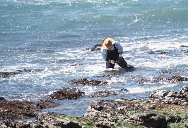 大量の貝が密漁されているかもしれない…｜海岸管理組合からの調査相談