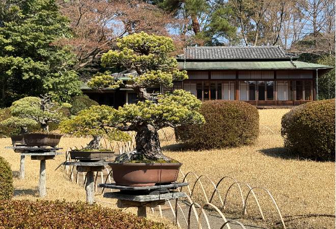 大切な盆栽が勝手に持ち出された…｜探偵利用事例