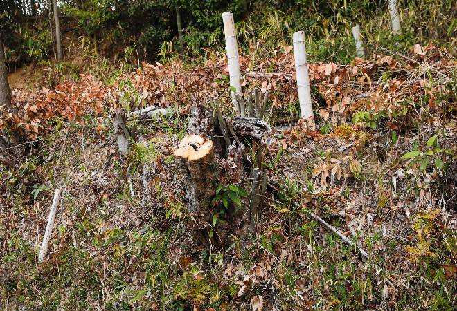 野鳥の巣があるのに…行政による強行伐採で近隣に被害｜探偵利用事例
