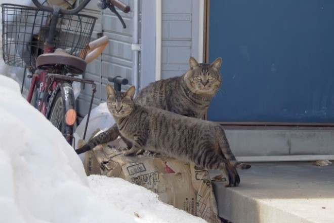 隣の家が多頭飼育崩壊寸前…猫たちを救うために実態調査を依頼｜探偵利用事例