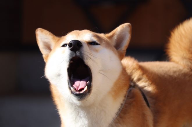 大切な愛犬にケガ…逃げた犬の飼い主を特定し、謝罪と治療費を勝ち取るまで｜探偵利用事例