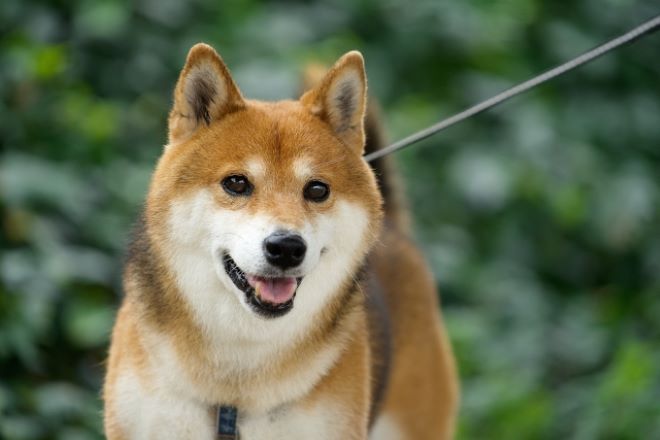隣人トラブルがエスカレート…犬のおもちゃに針？｜嫌がらせ証拠収集に向けた探偵利用事例