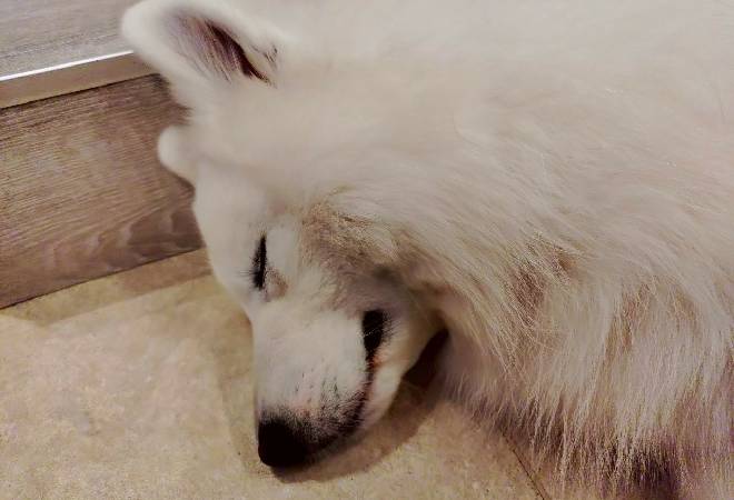 SNSで「虐待している」と訴えられた犬カフェ…｜探偵利用事例
