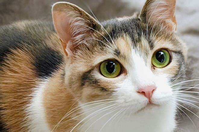 マンションでの野良猫餌付けトラブル…アレルギーの子どもを守りたい｜探偵利用事例