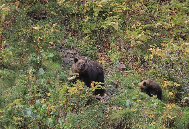 クマ出没地域に一人で住む高齢の父親が心配｜探偵利用事例